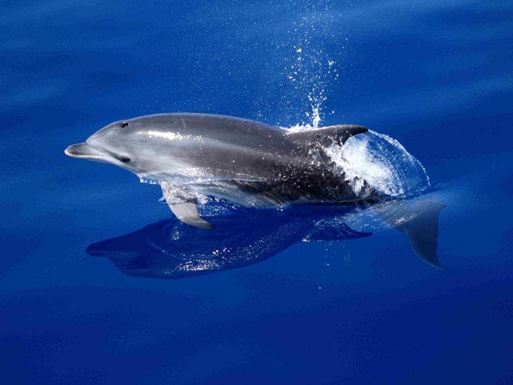 Dolphin jumping out of the water in the mediterranean sea